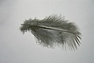Feder im Wasser