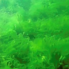 Algen überwuchern Wasserpest