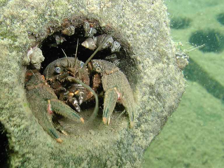 Amerikanischer Flußkrebs