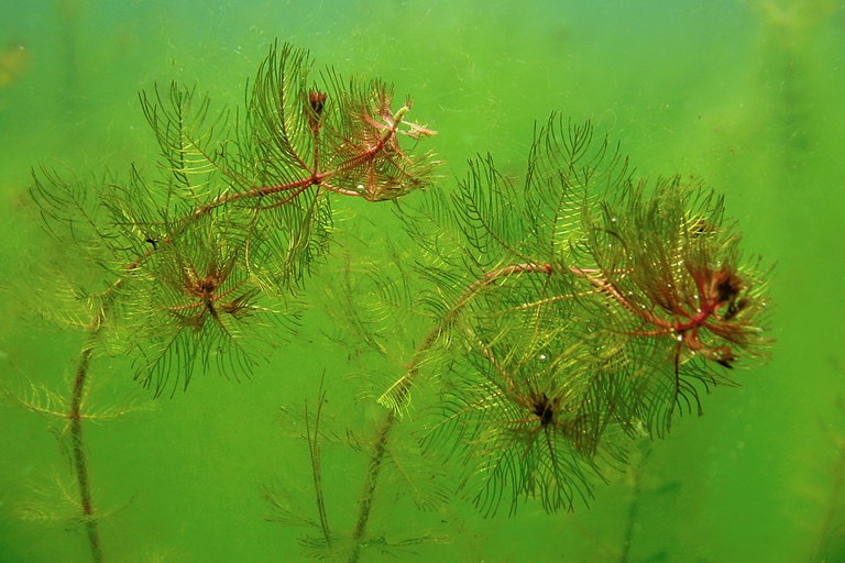 Ähriges Tausendblatt