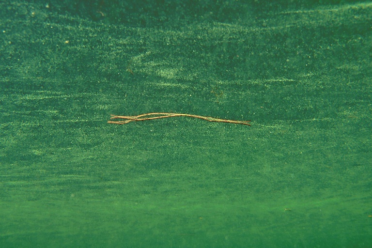 Stöckchen in Pollen