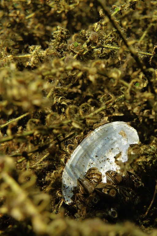 Muschelschale in Wasserpest