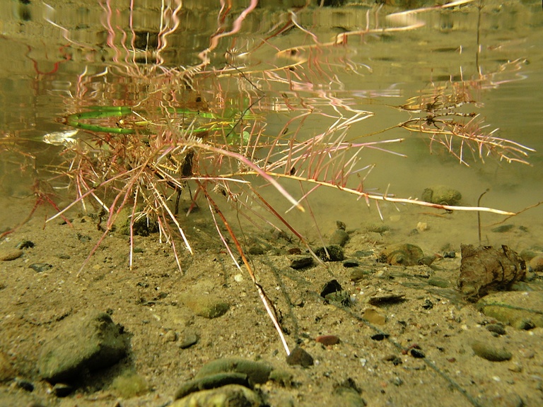 Wurzeln unter Wasser