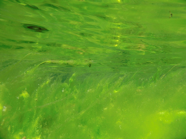 Algenspiegelung