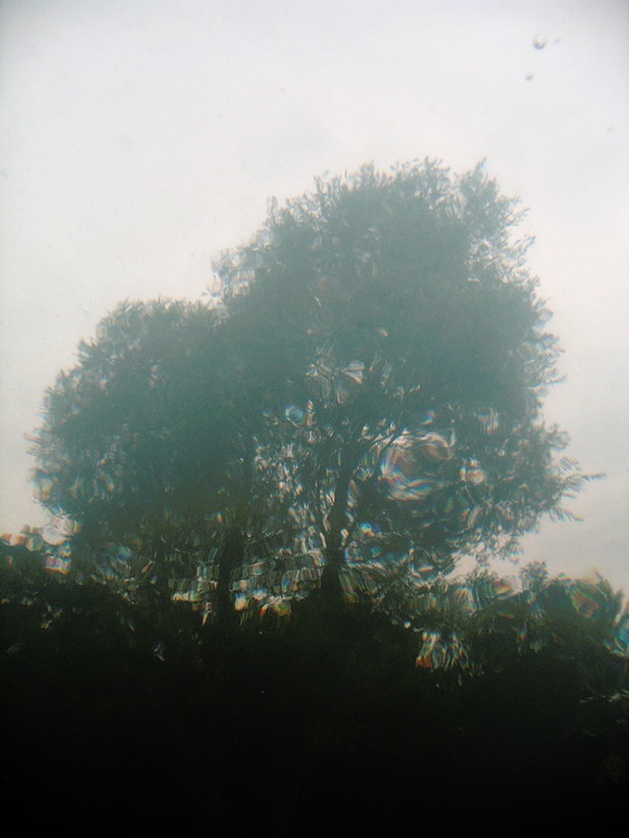 Bäume aus der Fischperspektive