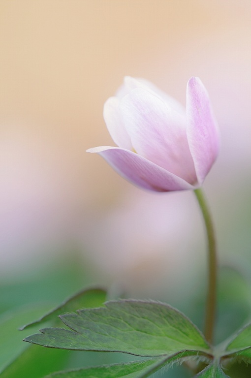Buschwindröschen, Orton-Bearbeitung
