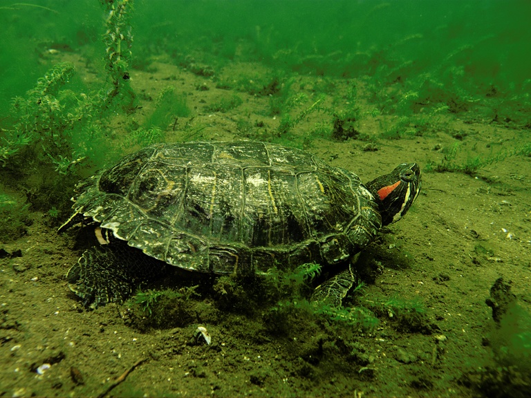 Rotwangen-Schmuckschildkröte