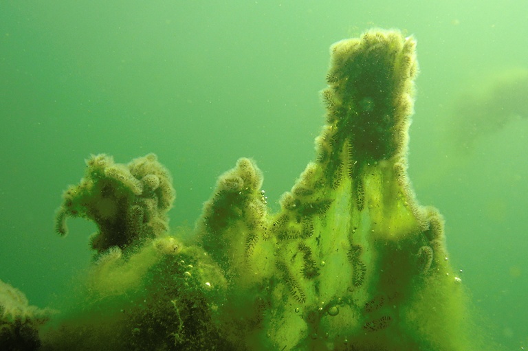 Moostierchen und Algen