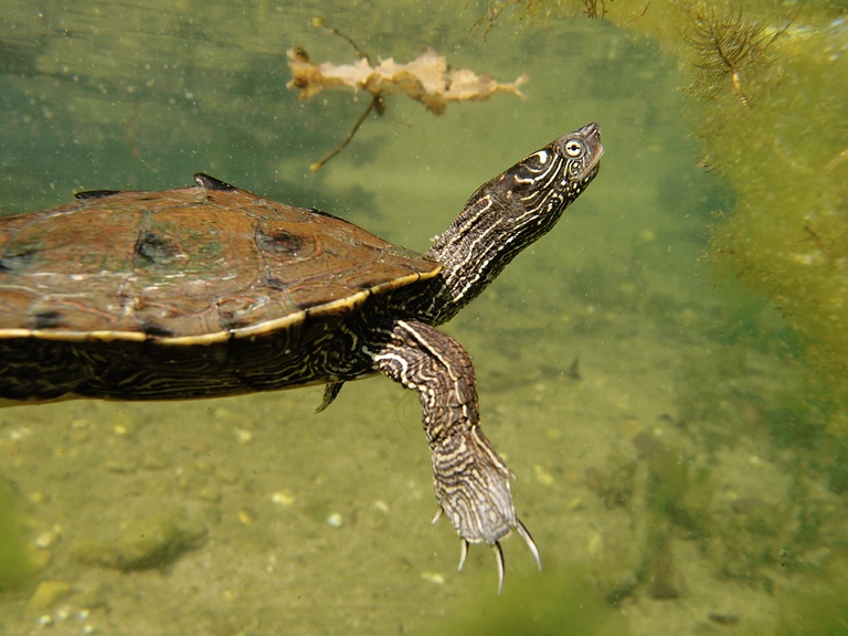 Falsche Landkarten-Höckerschildkröte