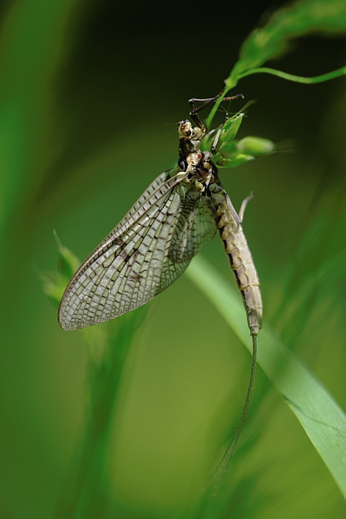 Gemeine Eintagsfliege