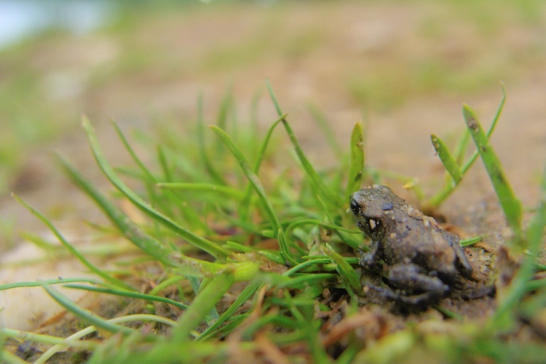 Erdkröte (jung)