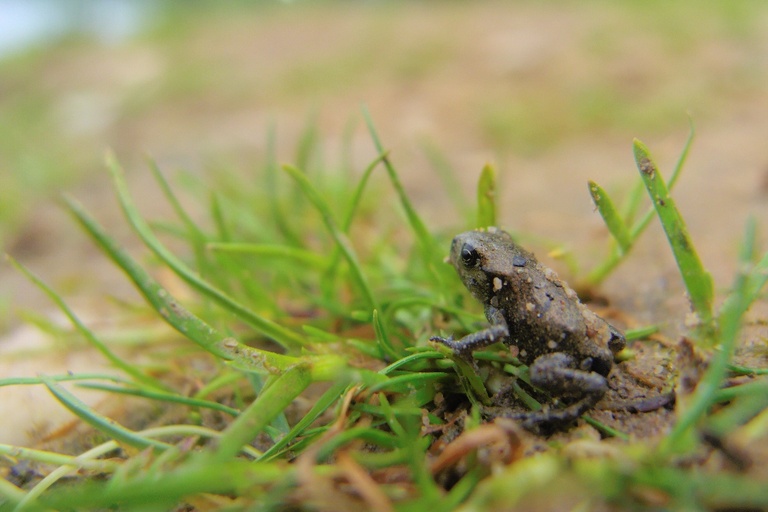 Erdkröte (jung)