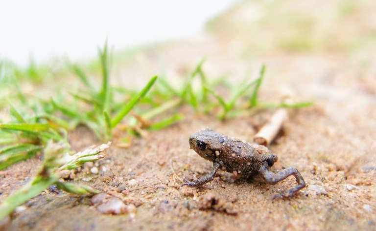 Erdkröte (jung)