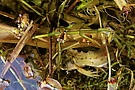 Teichmolch - nicht schlecht getarnt