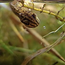 Teichmolch - Ei, was ist denn da?