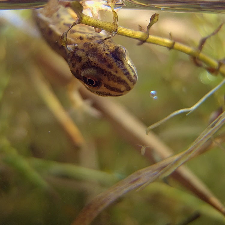 Teichmolch - Ei, was ist denn da?
