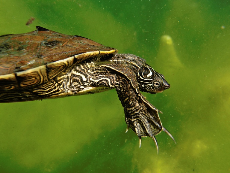 Falsche Landkarten-Höckerschildkröte