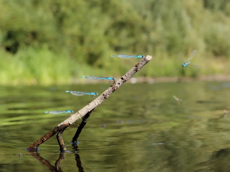 Sonnenbank der Kleinlibellen
