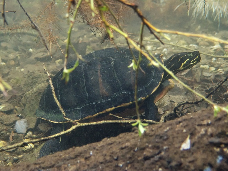 Florida-Rotbauch-Schmuckschildkröte