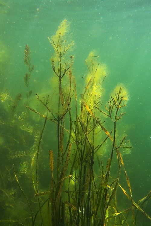 Grasblättriger Froschlöffel, Algen und Licht