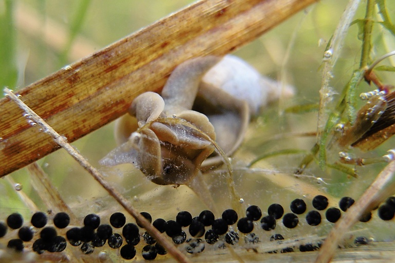 Spitzschlammschnecke an Erdkrötenlaich