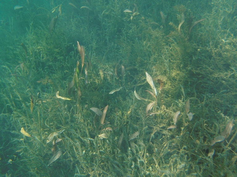 Laichkraut und Wasserpest