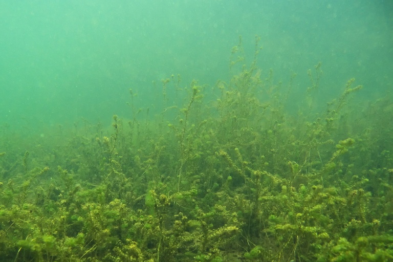 Wasserpest-Schneegestöber