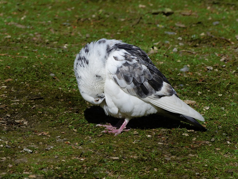 Taube bei der Gefiederpflege