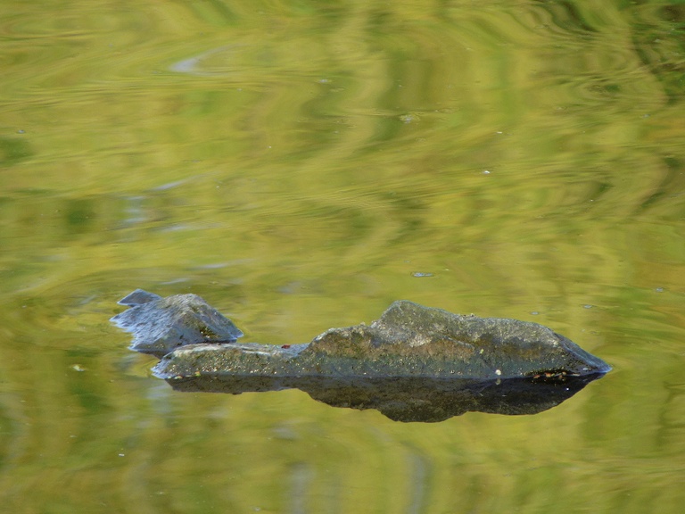 Stein im Wasser