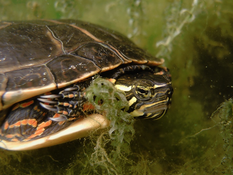 Südliche Zierschildkröte