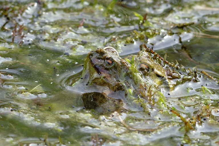 Huckel im Bewuchs - oder 'ein aus der Tiefe auftauchendes algiges wabbeliges Glitschmonstergespann'