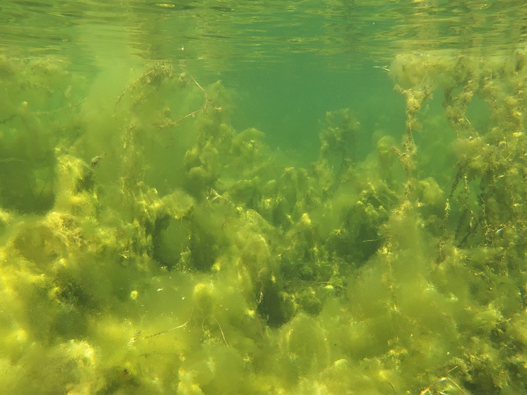Algenlandschaft