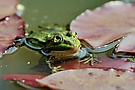 Kleiner Wasserfrosch / Teichfrosch