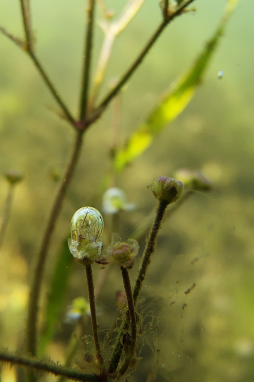 Blase an Gras-Froschlöffel