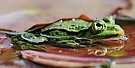 Kleiner Wasserfrosch / Teichfrosch