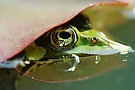 Kleiner Wasserfrosch / Teichfrosch unter Seerosenblatt
