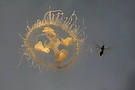 Süßwasserqualle mit Fliege
