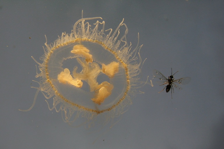 Süßwasserqualle mit Fliege