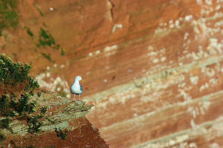 Möwe vor Helgoland