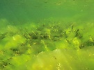 Algenlandschaft