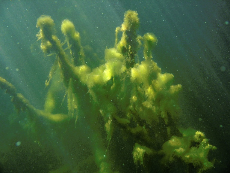 Algen im Licht