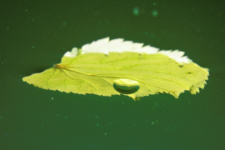 Blatt mit Luftblase (2)