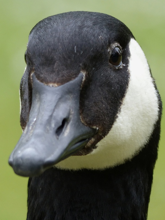 Kanadagans-Kopfportrait