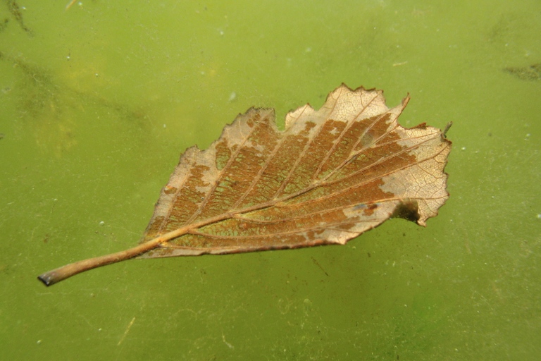 Blatt auf Algen