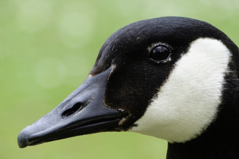 Kanadagans-Kopfportrait