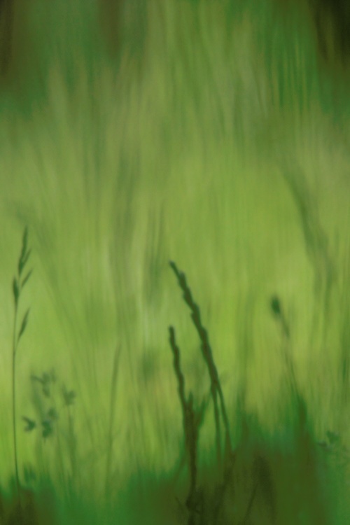 Gras defokussiert