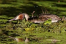 Haubentaucher auf dem Nest