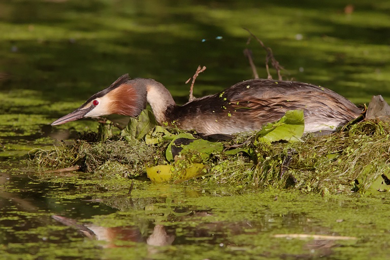 Haubentaucher auf dem Nest