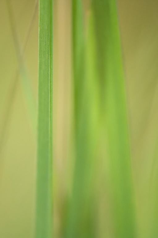 Gras