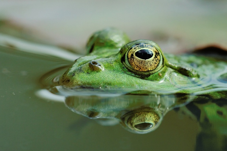 Kleiner Wasserfrosch / Teichfrosch unter Seerosenblatt